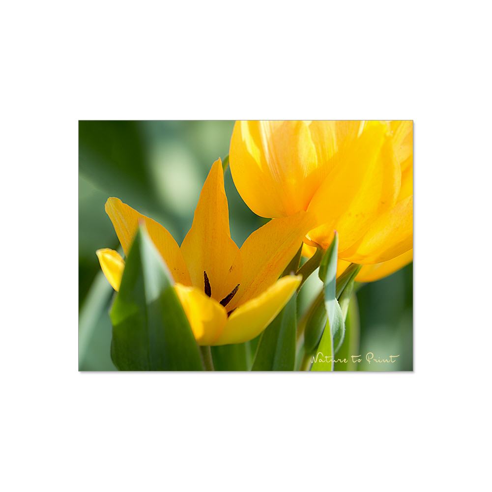 Dreifaches Tulpenglück  | Blumenbild auf Leinwand, Kunstdruck, FineArt, Acrylglas, Alu, Fototapete, Kissen