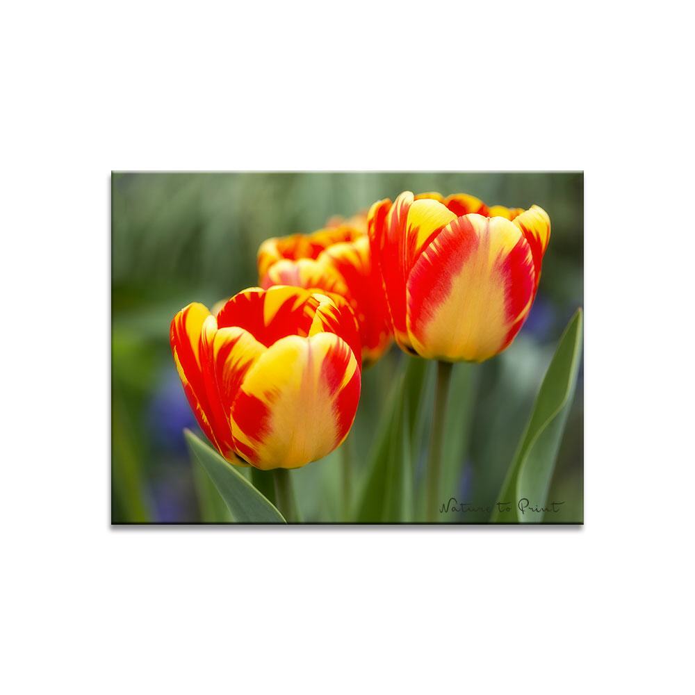 Feuerwerk im Tulpenbeet  | Blumenbild auf Leinwand, Kunstdruck, FineArt, Acrylglas, Alu, Fototapete, Kissen