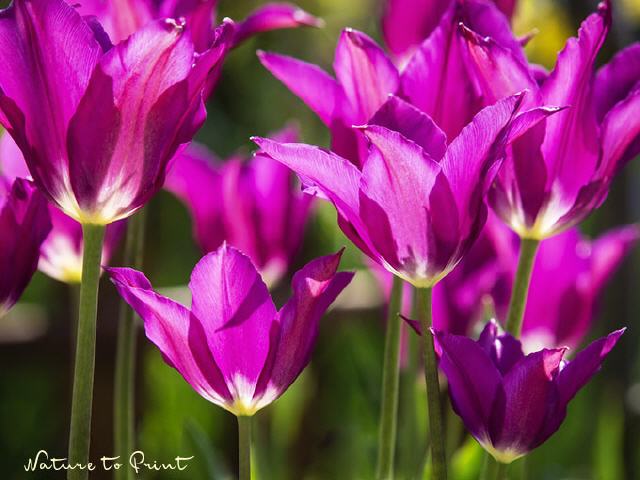 Tulpenbild Ein Blütenmeer mit Purple Dream