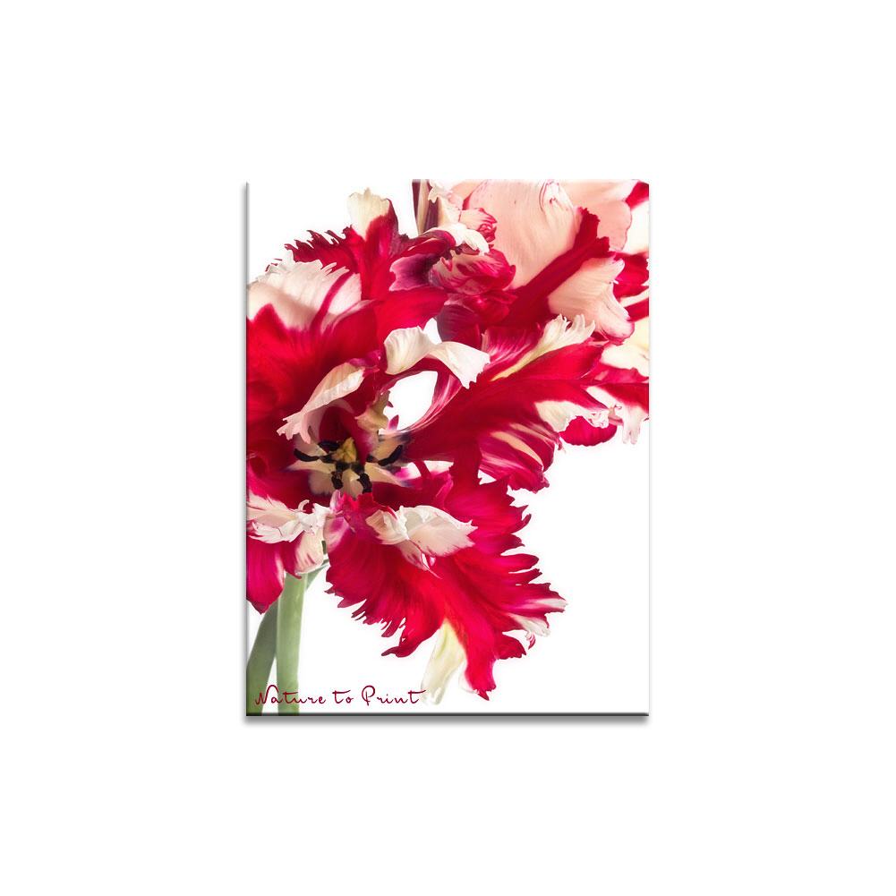 Zwei Papageitulpen  | Blumenbild auf Leinwand, Kunstdruck, FineArt, Acrylglas, Alu, Fototapete, Kissen