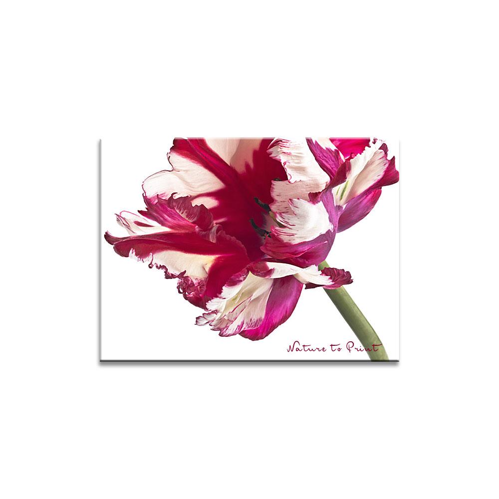 Papageitulpe im Profil  | Blumenbild auf Leinwand, Kunstdruck, FineArt, Acrylglas, Alu, Fototapete, Kissen