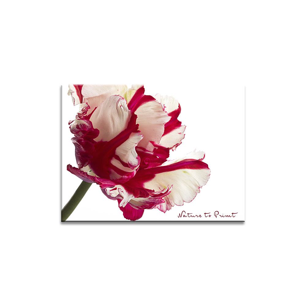 Espressive Papageitulpe  | Blumenbild auf Leinwand, Kunstdruck, FineArt, Acrylglas, Alu, Fototapete, Kissen