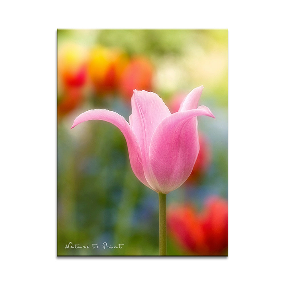 Tulpe in Pastell  | Blumenbild auf Leinwand, Kunstdruck, FineArt, Acrylglas, Alu, Fototapete, Kissen