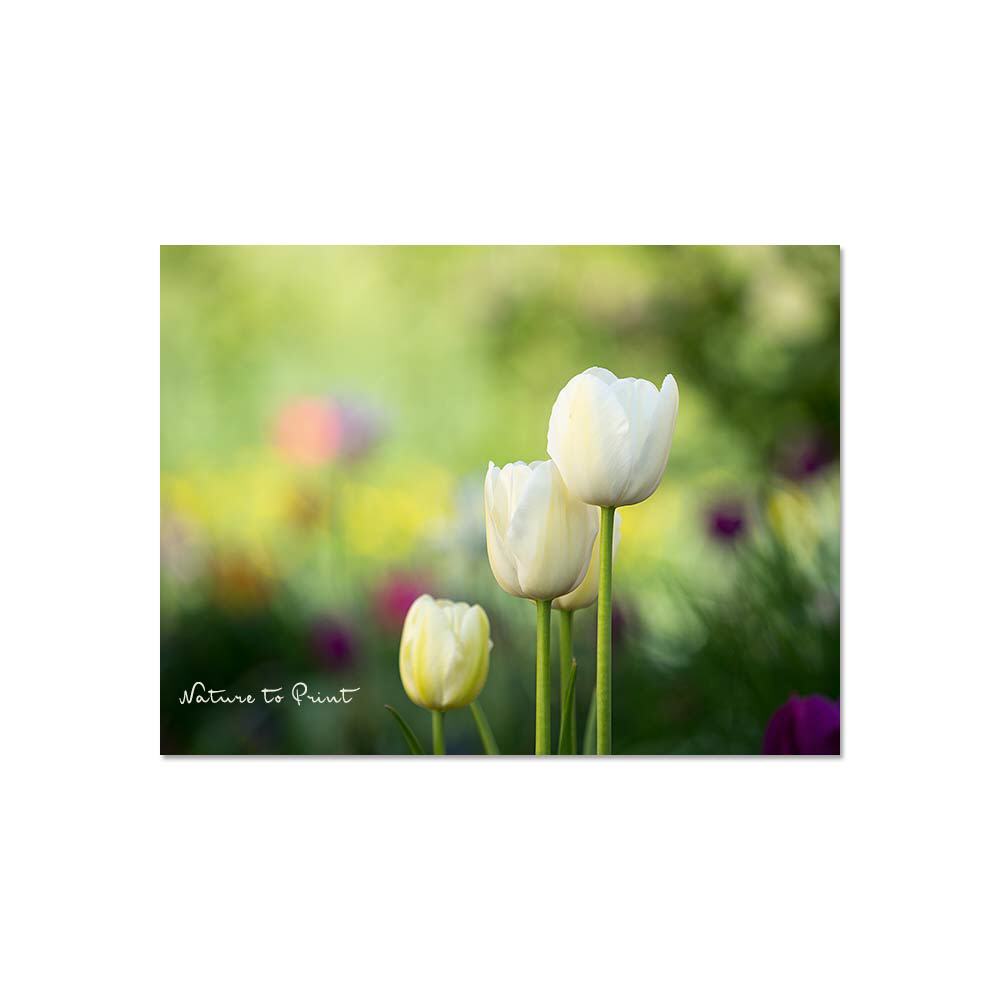 Elegante Weiße Tulpen  | Blumenbild auf Leinwand, Kunstdruck, FineArt, Acrylglas, Alu, Fototapete, Kissen
