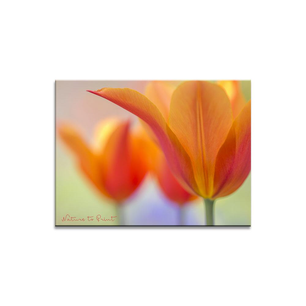 Orange Beauty  | Blumenbild auf Leinwand, Kunstdruck, FineArt, Acrylglas, Alu, Fototapete, Kissen