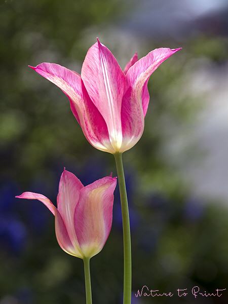 Blumenbild Rosarotes Tulpen-Duo