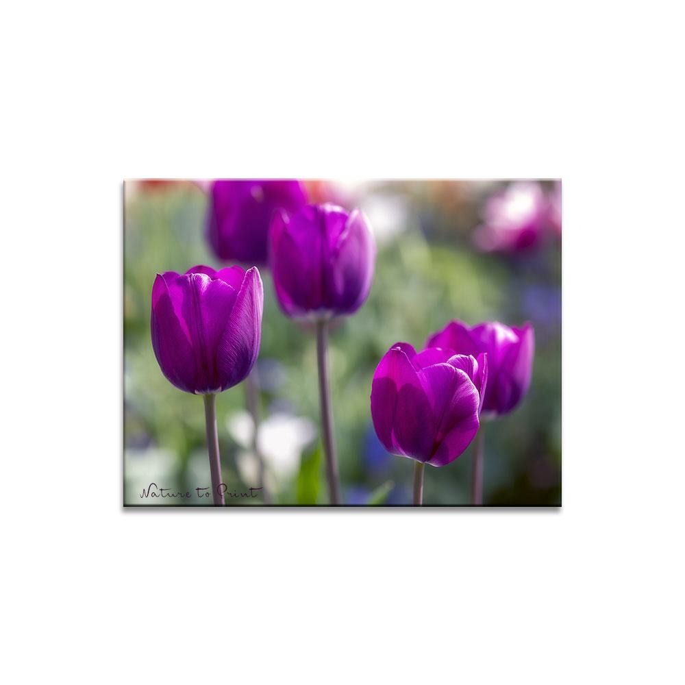 Tulpische Purpurträger  | Blumenbild auf Leinwand, Kunstdruck, FineArt, Acrylglas, Alu, Fototapete, Kissen
