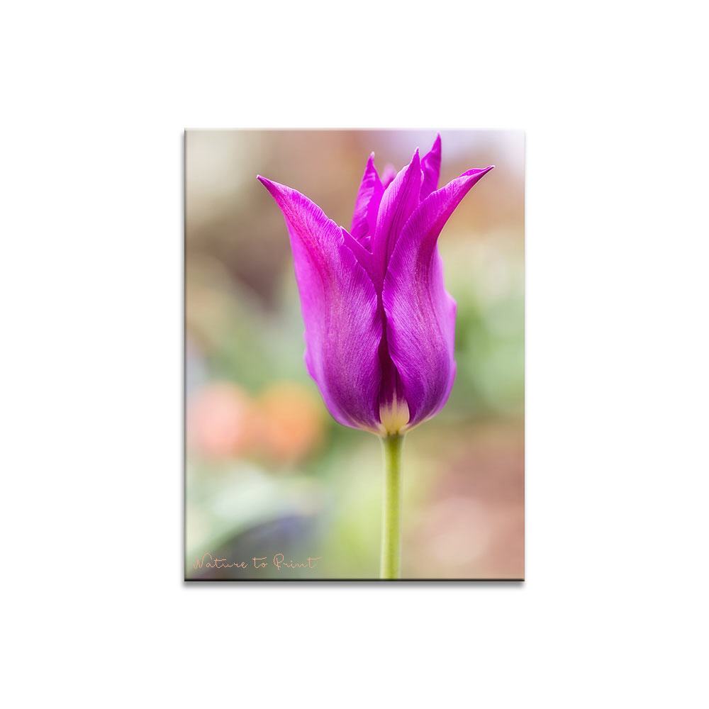 Tulpe in Frühlingsfarben |  | Blumenbild auf Leinwand, Kunstdruck, FineArt, Acrylglas, Alu, Fototapete, Kissen