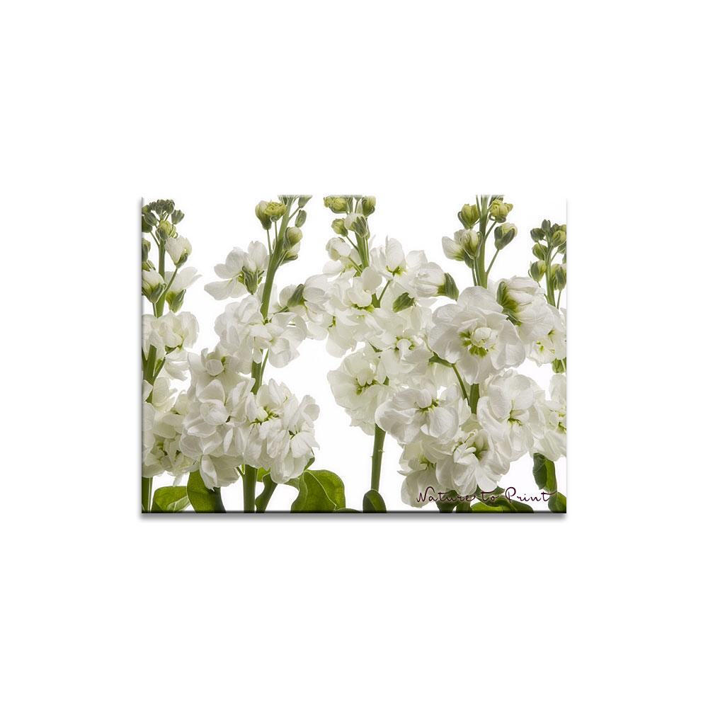 Der süße Duft des Sommers | Blumenbild auf Leinwand, Kunstdruck, FineArt, Acrylglas, Alu, Fototapete, Kissen