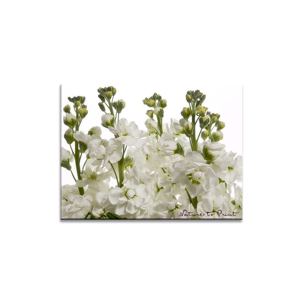Blumen-Wandbild Weißer Blütentraum