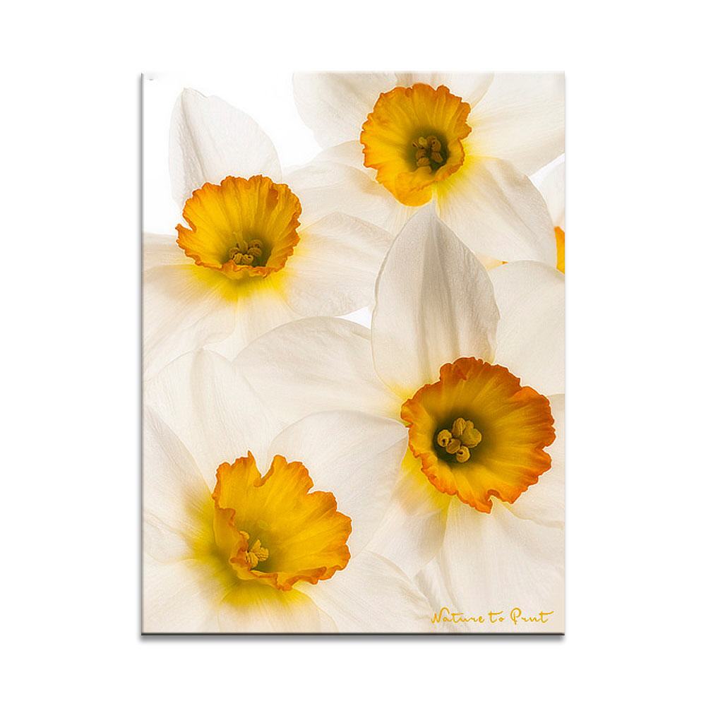 Weiße Narzissen | Blumenbild auf Leinwand, FineArt, Fototapete, Kunstdruck, Blumenkissen