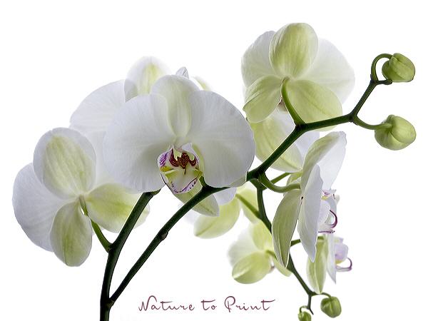 Blumenbild Weiße Orchidee