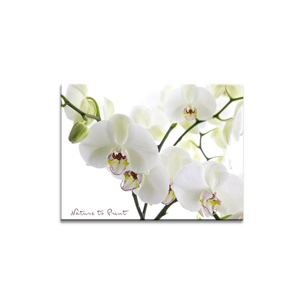 Big White Orchid III  Blumenbild auf Leinwand, FineArt, Kunstdruck, Kissen