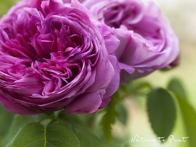 Blumenbild Rose Yolande d'Aragon