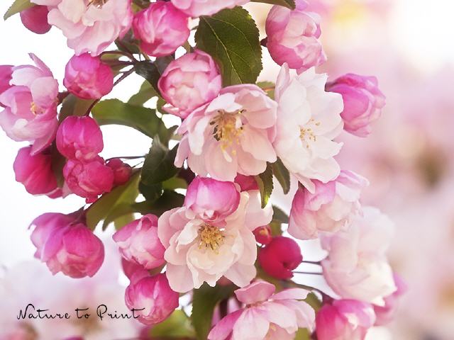 Blumenbild Himmlische Apfelblüte
