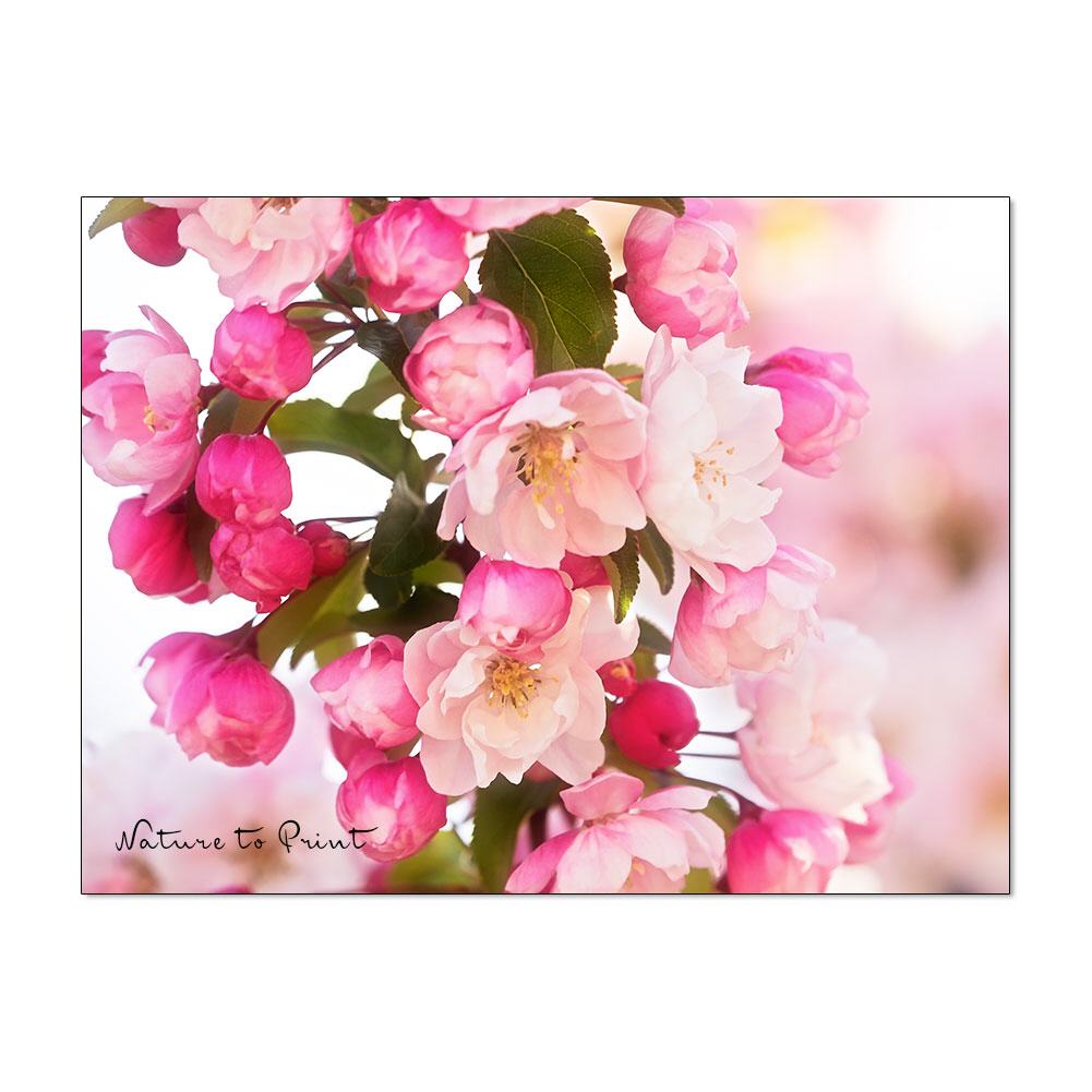 Himmlische Apfelblüte | Blumenbild auf Leinwand, Kunstdruck, FineArt, Acrylglas, Alu, Kissen