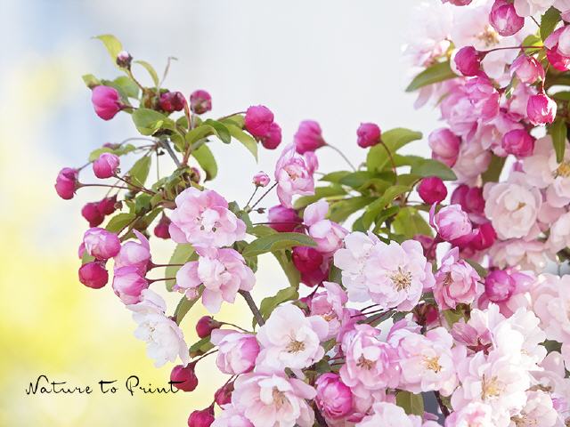 Blumenbild Verliebt in rosa Apfelblüten