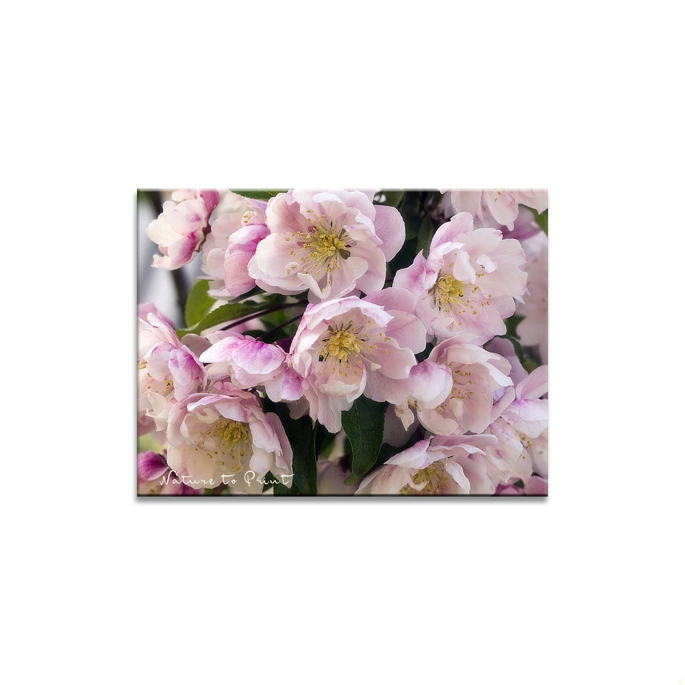Blumen-Wandbild: Blütentraum in Rosa und Weiß