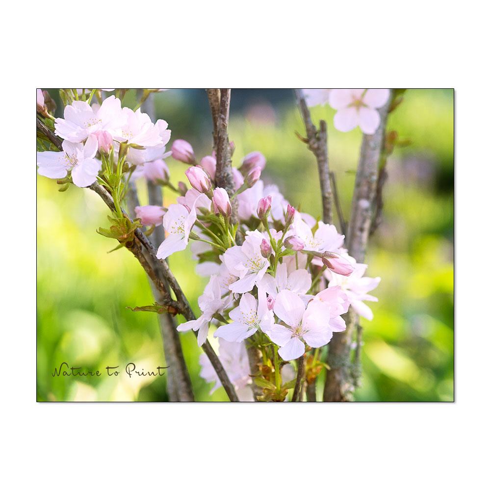 Pink Spring | Blumenbild auf Leinwand, Kunstdruck, FineArt, Acrylglas, Alu, Kissen