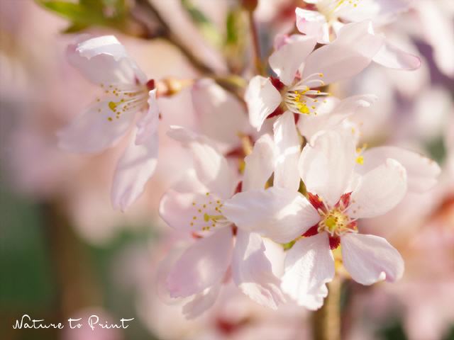 Blumenbild Sakura