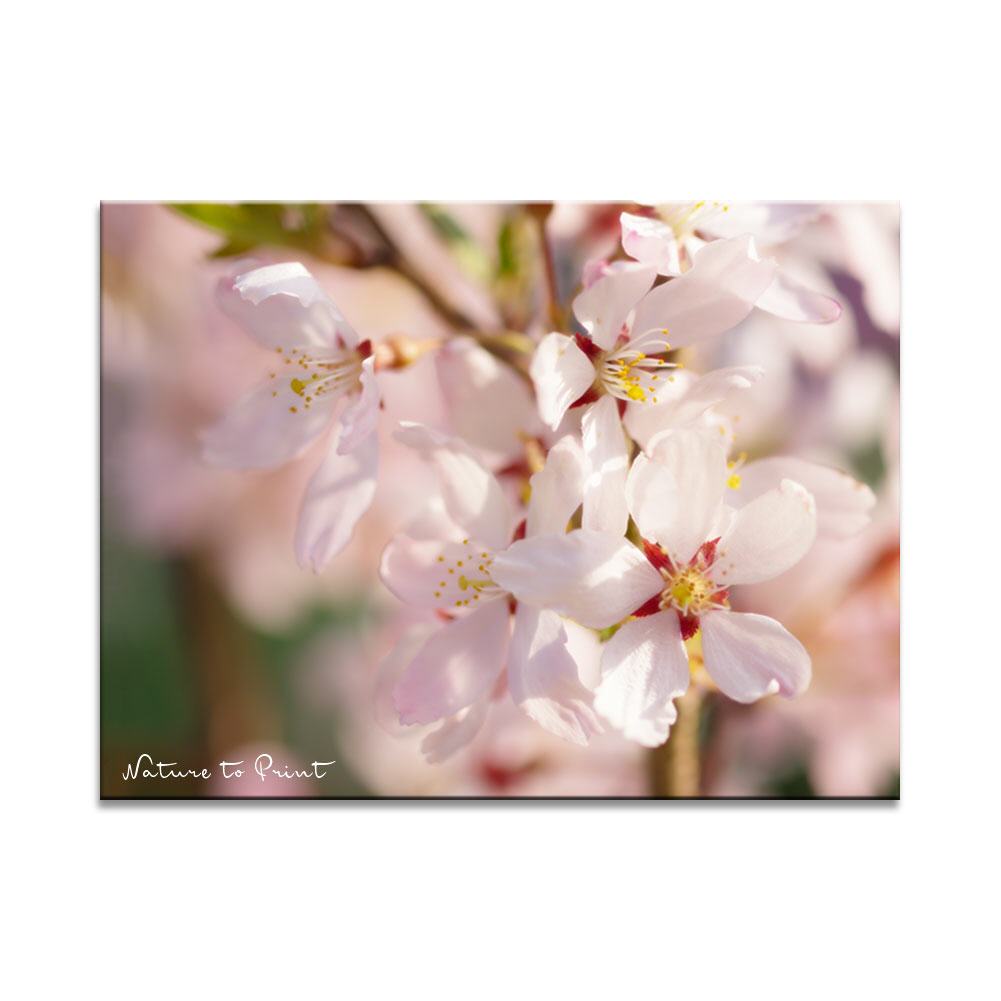Sakura  | Blumenbild auf Leinwand, Kunstdruck,Acrylglas, Alu, Kissen