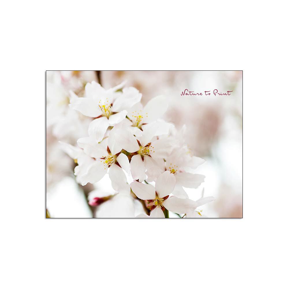 Zarte Blüten im April |  |Blumenbild auf Leinwand, Kunstdruck, FineArt, Acrylglas, Alu, Kissen
