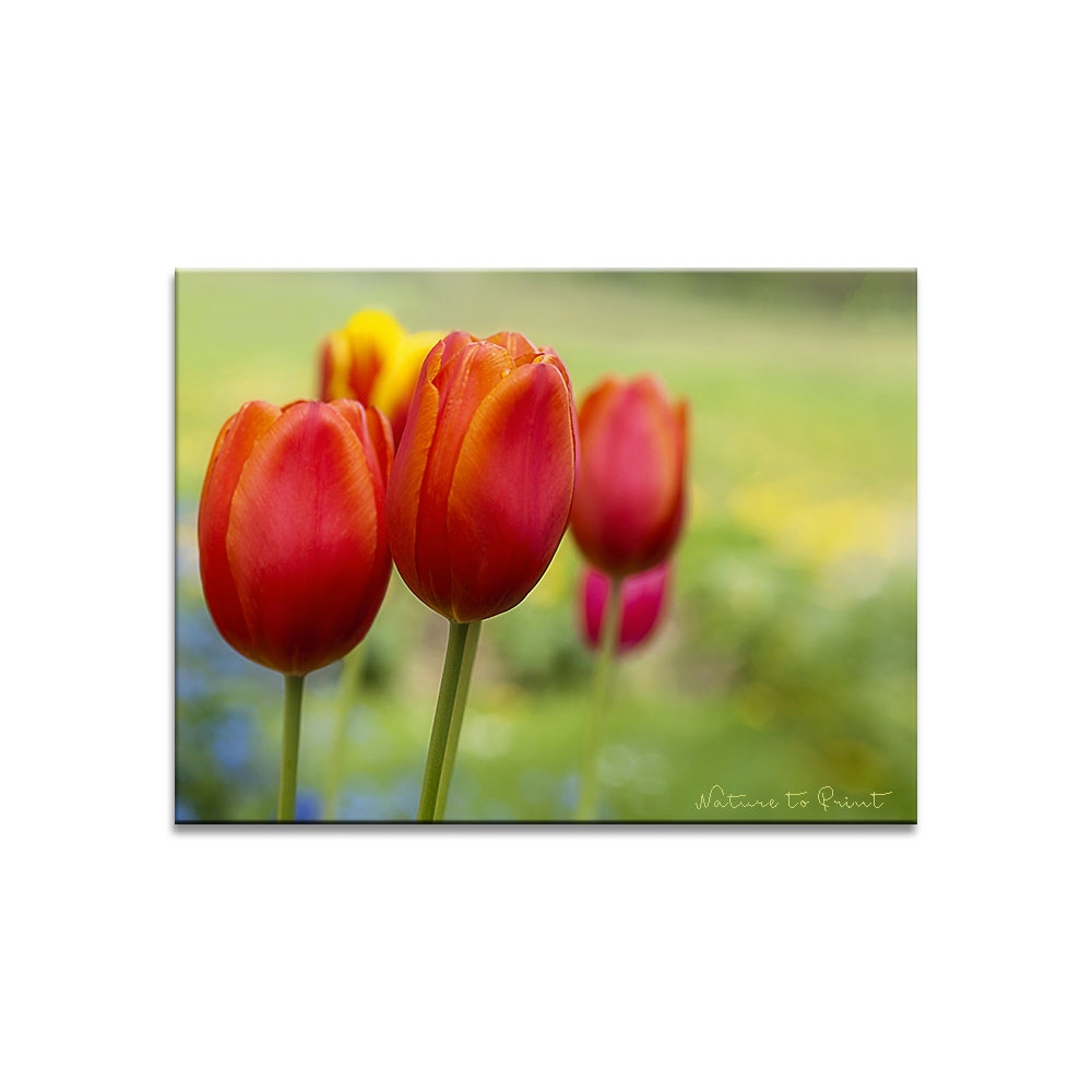 Zinnoberrote Tulpen  | Blumenbild auf Leinwand, Kunstdruck, FineArt, Acrylglas, Alu, Fototapete, Kissen